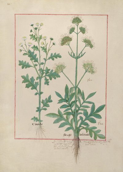 Illustration from the Book of Simple Medicines by Mattheaus Platearius by Robinet Testard